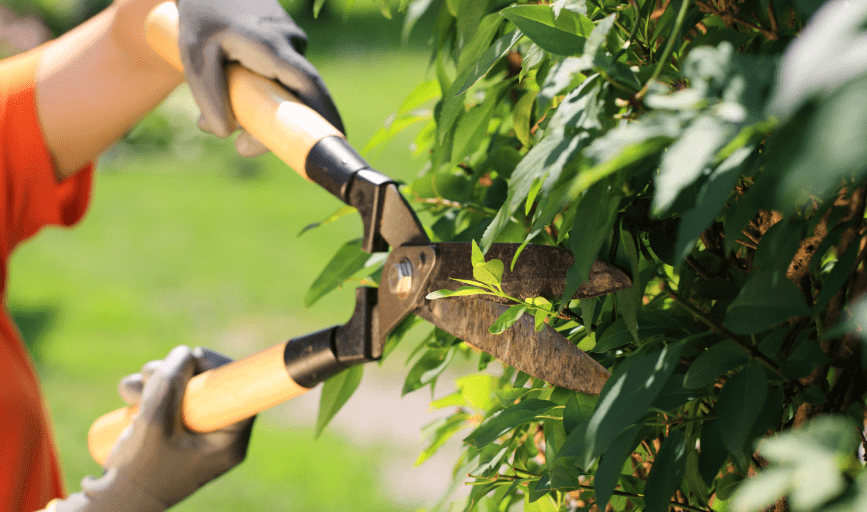 McClelland's Landscape & Tree Service