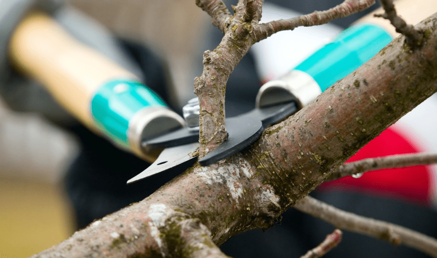 McClelland's Landscape & Tree Service
